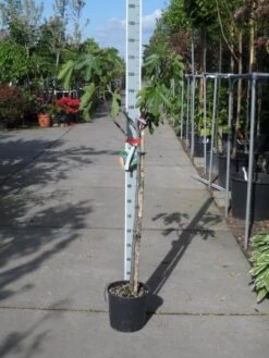 Vijg Op Stam (Ficus Carica) -OL Planten Winkel ficus carica halfstam c15