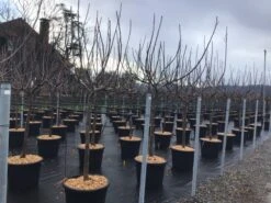 Vijg Als Halfstam (Ficus Carica 'Brogiotto Nero')