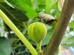 Vijg (Ficus Carica 'Panache') 11 Vijg (Ficus Carica 'Panache') -OL Planten Winkel ficuscaricapanache01