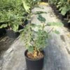 Vijg (Ficus Carica 'Rouge De Bordeaux') -OL Planten Winkel ficuscaricapastiliere01 1 1