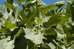 Vijg (Ficus Carica 'Panache') 12 Vijg (Ficus Carica 'Panache') -OL Planten Winkel ficuscaricavi