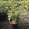 Vijg (Ficus Carica 'Violet Dauphine') -OL Planten Winkel ficuscaricaviolettedauphine01