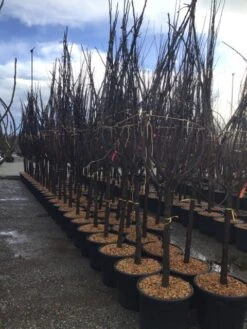 Vijg Als Halfstam (Ficus Carica 'Del Portogallo')