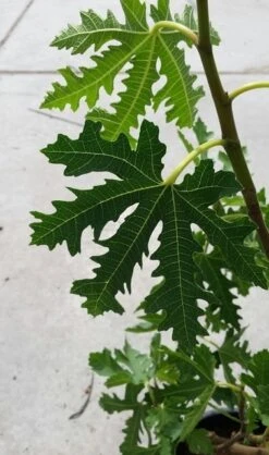 Vijg (Ficus Carica 'Ice Crystal') -OL Planten Winkel ficusicecrystal02