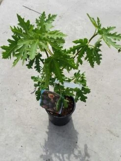 Vijg (Ficus Carica 'Ice Crystal') -OL Planten Winkel ficusicecrystal03