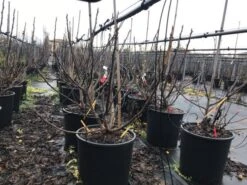 Vijg (Ficus Carica 'Panache') 13 Vijg (Ficus Carica 'Panache') -OL Planten Winkel ficuspanache