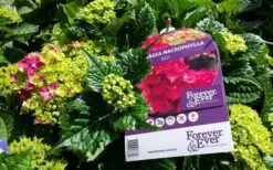 Hortensia Rood (Hydrangea 'Forever&Ever') -OL Planten Winkel foreverandever red01b 2