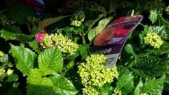 Hortensia Rood (Hydrangea 'Forever&Ever') -OL Planten Winkel foreverandever red02