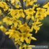 Bloeiende Haag, Hoog -OL Planten Winkel forsythia 1