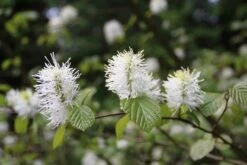 Flessenborstelstruik (Fothergilla Major) -OL Planten Winkel fothergilla major 1