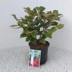 Flessenborstelstruik (Fothergilla Major) -OL Planten Winkel fothergilla major 1 2