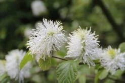 Flessenborstelstruik (Fothergilla Major) -OL Planten Winkel fothergilla major 2