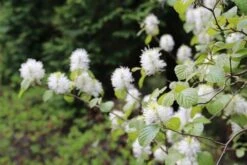 Flessenborstelstruik (Fothergilla Major) -OL Planten Winkel fothergilla major 3