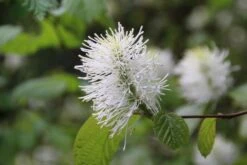 Flessenborstelstruik (Fothergilla Major) -OL Planten Winkel fothergilla major 5