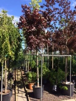 Japanse Esdoorn Op Stam (Acer Palmatum 'Fireglow') -OL Planten Winkel foto acer fireglow 12 14