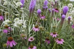 Borderpakket Roze, Wit En Paars