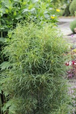 Smalbladige Vuilboom (Frangula Alnus 'Fine Line') 6 Smalbladige Vuilboom (Frangula Alnus 'Fine Line') -OL Planten Winkel frangula alnus fine line