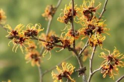 Toverhazelaar (Hamamelis Intermedia 'Orange Beauty') -OL Planten Winkel gaar00219