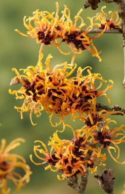 Toverhazelaar (Hamamelis Intermedia 'Orange Beauty') -OL Planten Winkel gaar00221