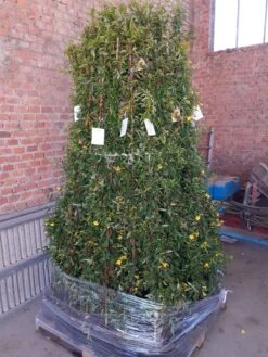 Gele Jasmijn (Gelsemium Sempervirens) -OL Planten Winkel gelsemium