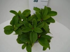 Rhododendron (Rhododendron 'Germania') -OL Planten Winkel germania c2 boven