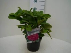 Rhododendron (Rhododendron 'Germania') -OL Planten Winkel germania c2 voor 1