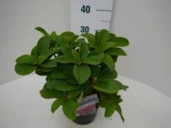 Rhododendron (Rhododendron 'Germania') -OL Planten Winkel germania c2 zij