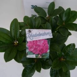 Rhododendron (Rhododendron 'Germania') -OL Planten Winkel germania c5 boven