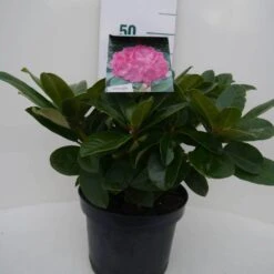 Rhododendron (Rhododendron 'Germania') -OL Planten Winkel germania c5 voor