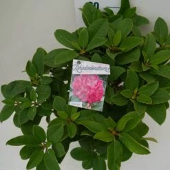 Rhododendron (Rhododendron 'Germania') -OL Planten Winkel germania c7.5 boven