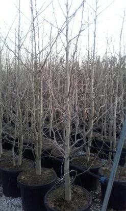 Japanse Notenboom, Meerstammig (Ginkgo Biloba) 22 Japanse Notenboom, Meerstammig (Ginkgo Biloba) -OL Planten Winkel ginkgo biloba meerstammig