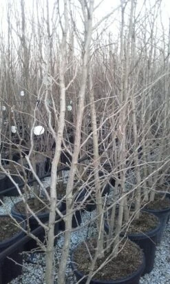 Japanse Notenboom, Meerstammig (Ginkgo Biloba) 19 Japanse Notenboom, Meerstammig (Ginkgo Biloba) -OL Planten Winkel ginkgo biloba meerstammig 2