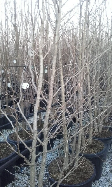 Japanse Notenboom, Meerstammig (Ginkgo Biloba) 9 Japanse Notenboom, Meerstammig (Ginkgo Biloba) - Afbeelding 7