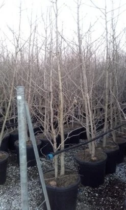 Japanse Notenboom, Meerstammig (Ginkgo Biloba) 18 Japanse Notenboom, Meerstammig (Ginkgo Biloba) -OL Planten Winkel ginkgo biloba meerstammig 3