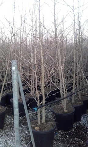 Japanse Notenboom, Meerstammig (Ginkgo Biloba) 8 Japanse Notenboom, Meerstammig (Ginkgo Biloba) - Afbeelding 6