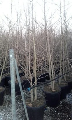 Japanse Notenboom, Meerstammig (Ginkgo Biloba) 20 Japanse Notenboom, Meerstammig (Ginkgo Biloba) -OL Planten Winkel ginkgo biloba meerstammig 4