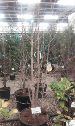 Japanse Notenboom, Meerstammig (Ginkgo Biloba) 21 Japanse Notenboom, Meerstammig (Ginkgo Biloba) -OL Planten Winkel ginkgo biloba meerstammig 5