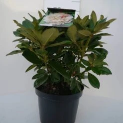 Dwergrhododendron (Rhododendron 'Golden Torch') -OL Planten Winkel golden torch c4 voor