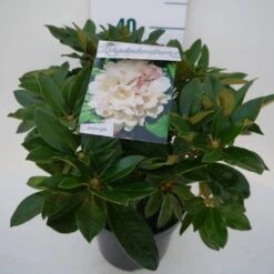 Dwergrhododendron (Rhododendron 'Golden Torch') -OL Planten Winkel golden torch c4 zij