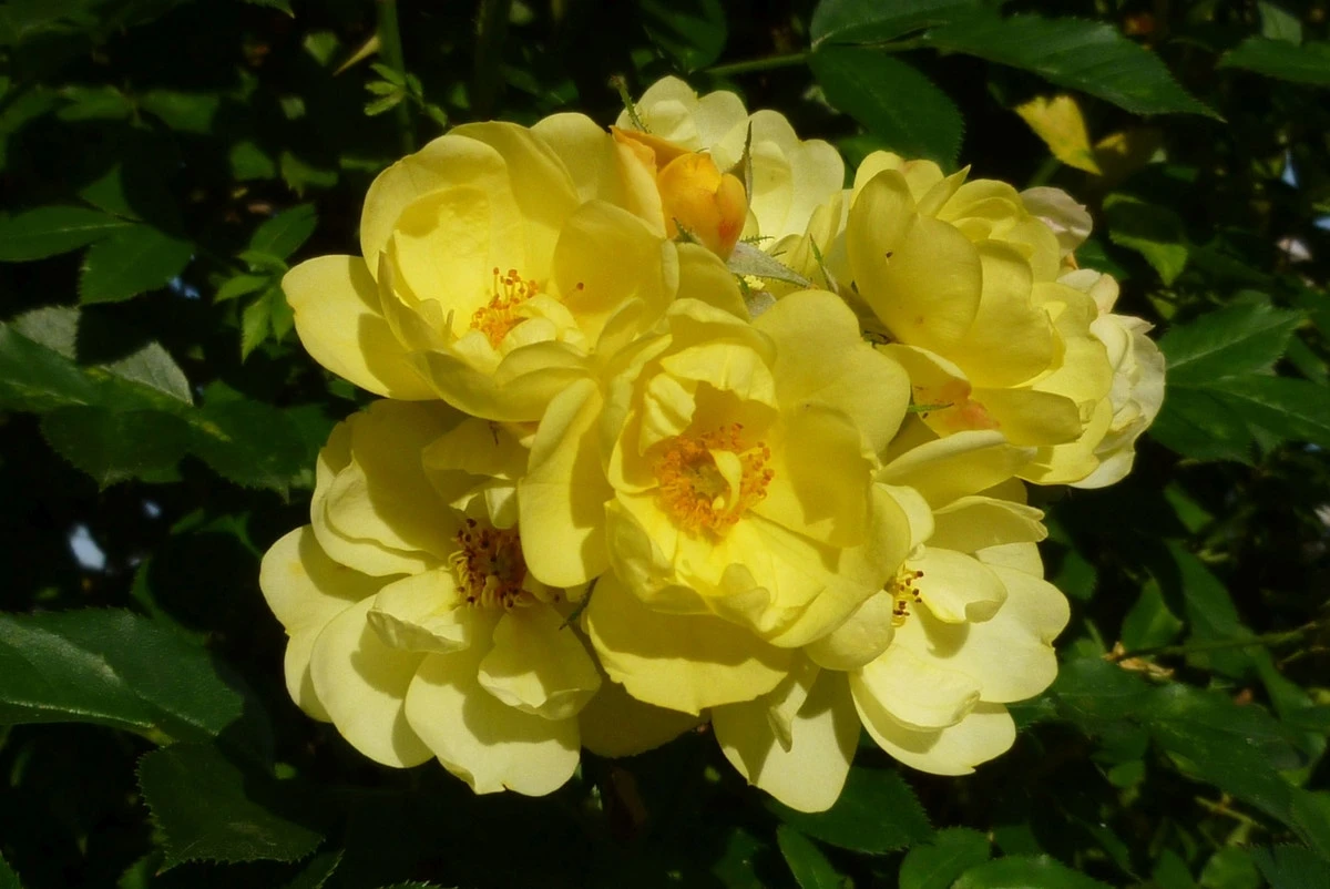 Klimroos (Rosa 'Golden Age') 3 Klimroos (Rosa 'Golden Age')