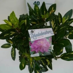 Rhododendron (Rhododendron 'Goldflimmer') -OL Planten Winkel goldflimmer c5 boven 1