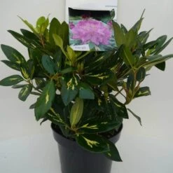 Rhododendron (Rhododendron 'Goldflimmer') -OL Planten Winkel goldflimmer c5 voor