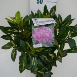 Rhododendron (Rhododendron 'Goldflimmer') -OL Planten Winkel goldflimmer c5 zij 2