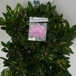 Rhododendron (Rhododendron 'Goldflimmer') -OL Planten Winkel goldflimmer c7.5 boven