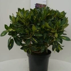 Rhododendron (Rhododendron 'Goldflimmer') -OL Planten Winkel goldflimmer c7.5 voor 1
