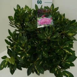 Rhododendron (Rhododendron 'Goldflimmer') -OL Planten Winkel goldflimmer c7.5 zij 2