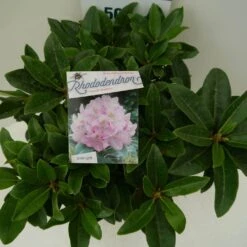 Rhododendron (Rhododendron 'Gomer Waterer') -OL Planten Winkel gomer waterer c7.5 boven 2