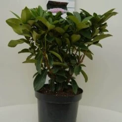 Rhododendron (Rhododendron 'Gomer Waterer') -OL Planten Winkel gomer waterer c7.5 voor