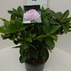 Rhododendron (Rhododendron 'Gomer Waterer') -OL Planten Winkel gomer waterer c7.5 zij