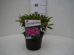 Rhododendron (Rhododendron 'Graziella') -OL Planten Winkel graziella c2 voor